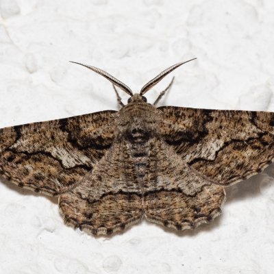 Synopsia sociaria (různorožec janovcový), HR, Jablanac