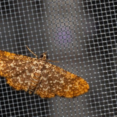 Pomasia sp., TH, Khao Sok