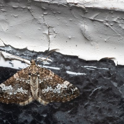 Perizoma alchemillata (píďalka konopicová), SK, Štôla