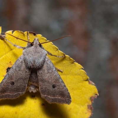 Agrochola lota (polnice vrbová), Žebětín