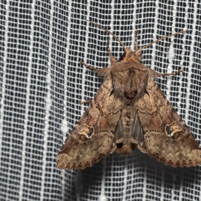 Apamea sordens (šedavka obilná), PP Střelický les