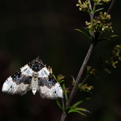 Cosmorhoe ocellata (píďalka očkovaná), PR Kamenný vrch