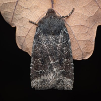 Conistra ligula (zimovnice hlohová), PR Kamenný vrch