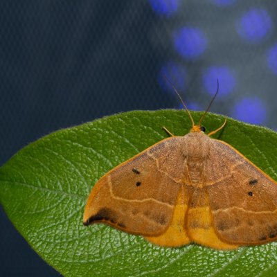 Watsonalla binaria (srpokřídlec dubový), Hády - Ruženin lom