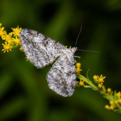 Peribatodes rhomboidaria (různorožec trnkový), PP Černice