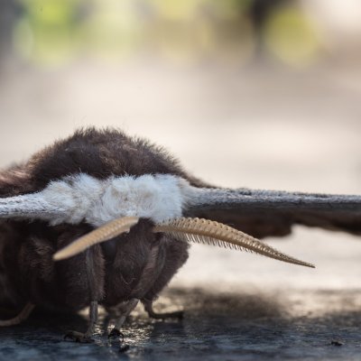 Saturnia pyri (martináč hrušňový), Žebětín