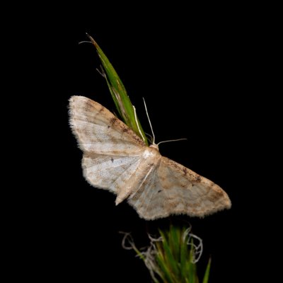 , Havranické vřesoviště