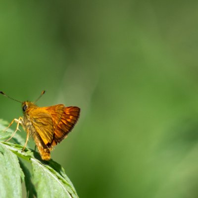 Ochlodes sylvanus (soumračník rezavý), Podkomorské lesy