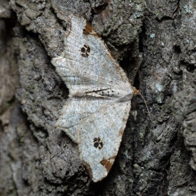 Macaria notata (kropenatec březový), PR Bosonožský hájek