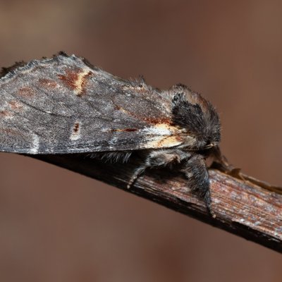 Notodonta dromedarius (hřbetozubec březový), Devět křížů