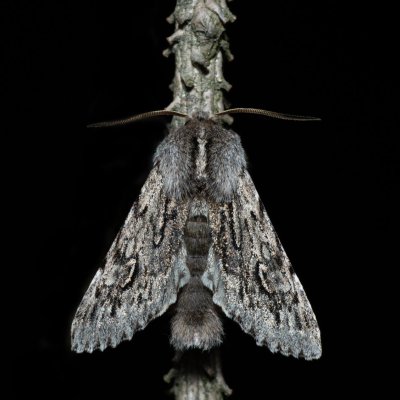 Brachionycha nubeculosa (dřevobarvec jarní), Kývalka