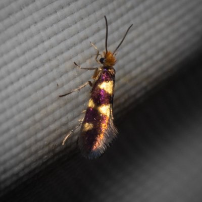 Micropterix myrtetella (-), GR, Sokraki, Korfu