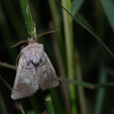 Episema korsakovi (-), HR, Jablanac