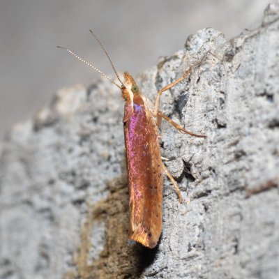 Ypsolopha parenthesella (člunkovec habrový), HR, Krasno
