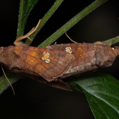 Amphipoea oculea (travařka polní), PP Augšperský potok