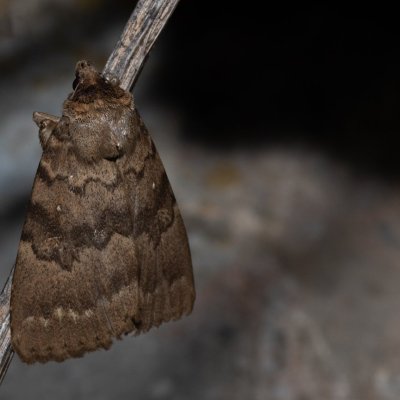 Apopestes spectrum (-), HR, Jablanac