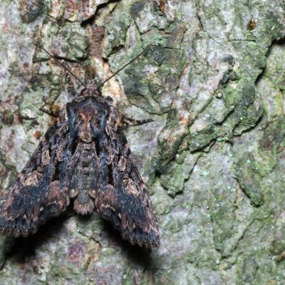 Mniotype satura (pestroskvrnka zimolezová), Helenčina studánka