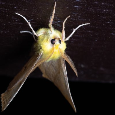 Ennomos alniaria (zejkovec olšový), Melč, Mokřinky