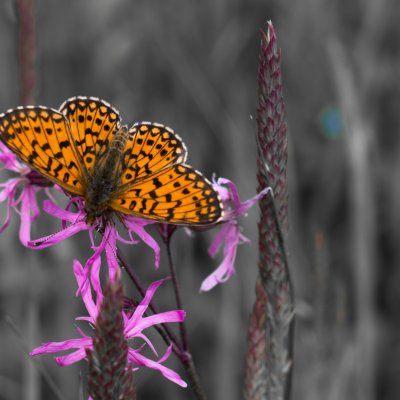 Boloria selene (perleťovec dvanáctitečný), PR Uhliska