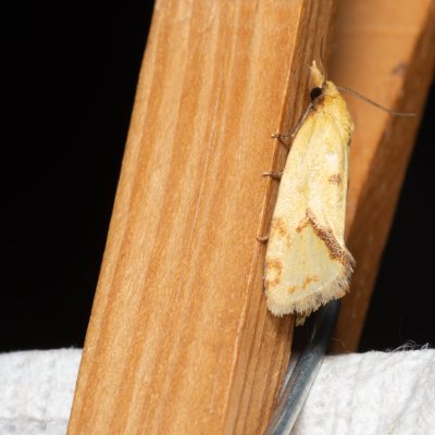 Agapeta hamana (obalečík žlutý), Augšperský potok