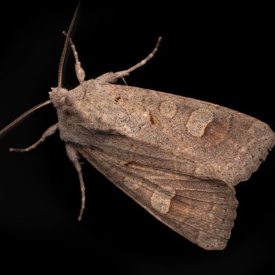 Ammoconia caecimacula (polnice šedá), PP Kamenice u Hlohovce