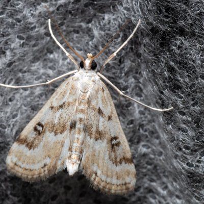 Parapoynx stratiotata (vílenka řezanová), Soběslav