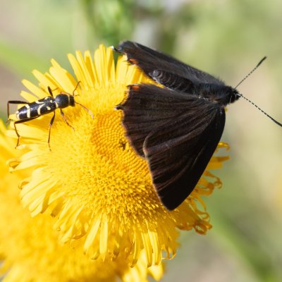 Satyrium ilicis (ostruháček česvinový), GR, Makrades, Korfu