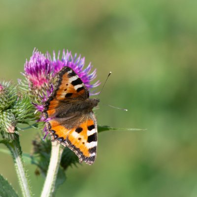 Aglais urticae (babočka kopřivová), SK, Štôla