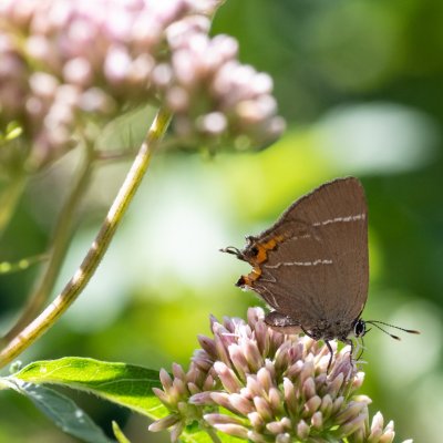 Satyrium w-album (ostruháček jilmový), Podkomorské lesy