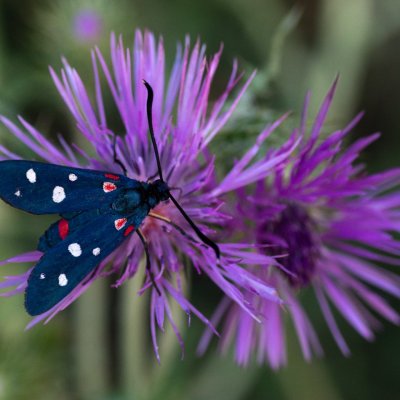 Zygaena ephialtes (vřetenuška čičorková), GR, Spartilas, Korfu