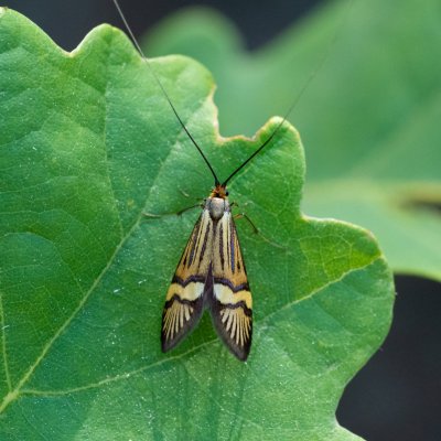 Nemophora degeerella (adéla pestrá), Podkomorské lesy