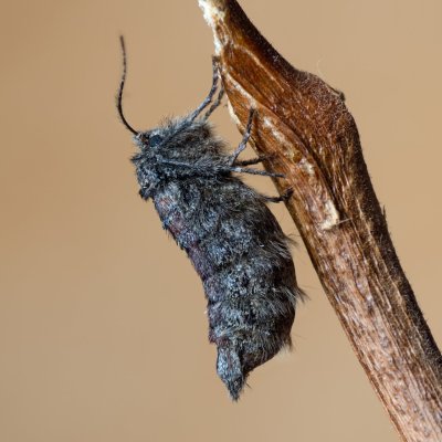 Apocheima hispidaria (drsnokřídlec dubový), Žebětín