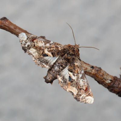 Eutelia adulatrix (modroskvrnka rujová), HR, Jablanac