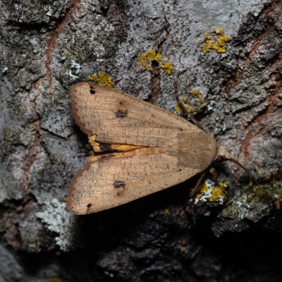 Noctua pronuba (osenice šťovíková), Hády - odkaliště