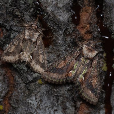Allophyes oxyacanthae (pestroskvrnka hlohová), Hády - odkaliště