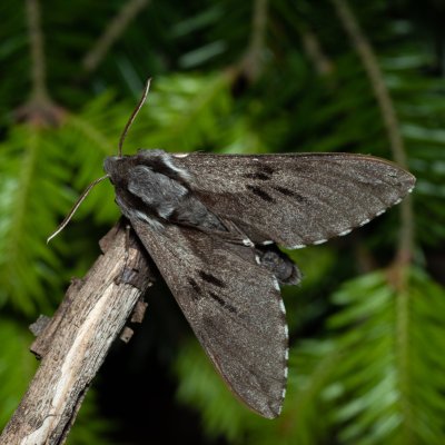 Sphinx pinastri (lišaj borový), Devět křížů
