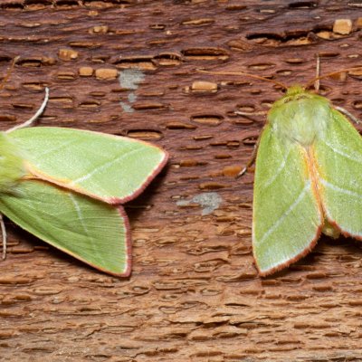 Pseudoips prasinana (zeleněnka buková), Žebětín