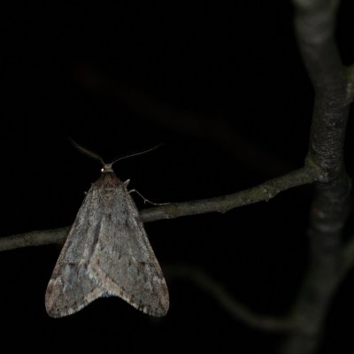 Alsophila aescularia (hedvábnice jarní), Žebětín