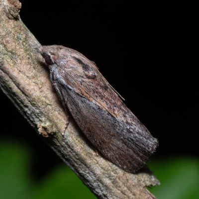 Galleria mellonella (zavíječ voskový), NPR Slanisko u Nesytu