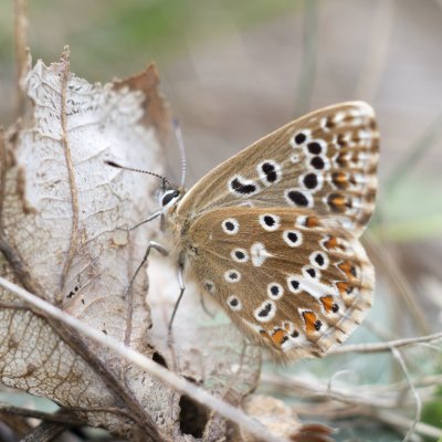 Polyommatus bellargus (modrásek jetelový), PR Biskoupský kopec