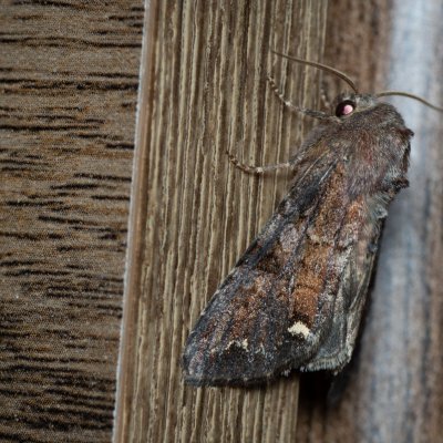 Ceramica pisi (můra hrachová), Daremní