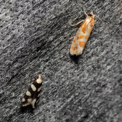 Rhyacionia pinicolana (obaleč sosnový), Lysá hora u Ochozu