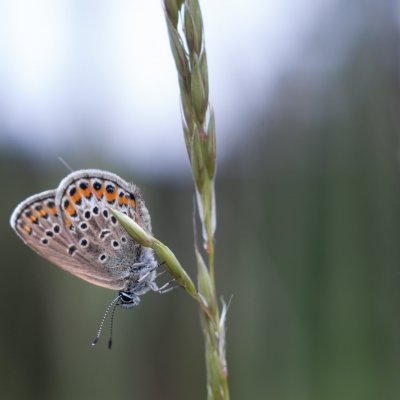 Plebejus argus (modrásek černolemý), Podkomorské lesy