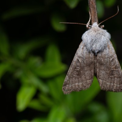 Orthosia opima (jarnice šedá), PR Liščí vrch