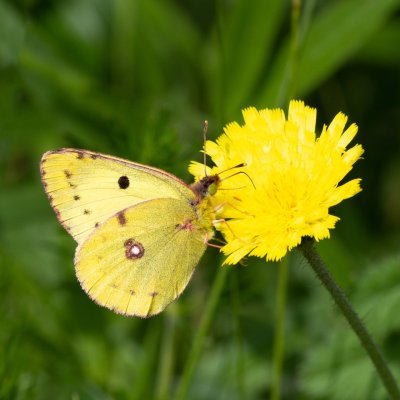 žluťásek, PR Kamenný vrch