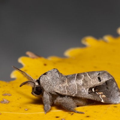 Clostera anachoreta (vztyčnořitka topolová), Hrabětice
