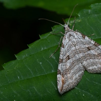 Aplocera plagiata (píďalka úhorová), Žebětín
