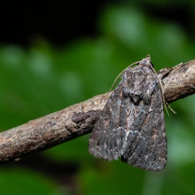 Thalpophila matura (blýskavka travní), PR Kamenný vrch