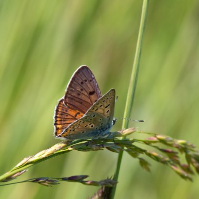 Lycaena alciphron (ohniváček modrolesklý), SK, Štôla