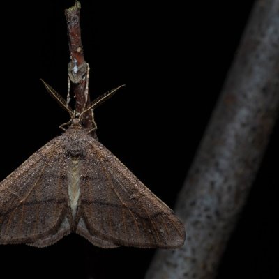 Agriopis marginaria (tmavoskvrnáč habrový), Žebětín